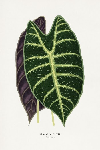 Alocasia leaf illustration from Les | Free Photo Illustration - rawpixel