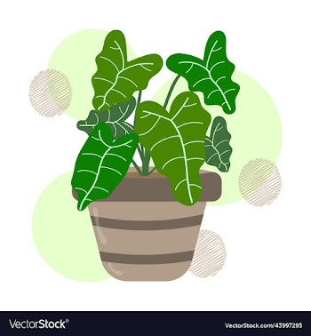 alocasia leaves or elephants ear plant
