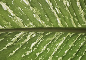 Alocasia Longiloba leaf close up background, | Free Photo - rawpixel
