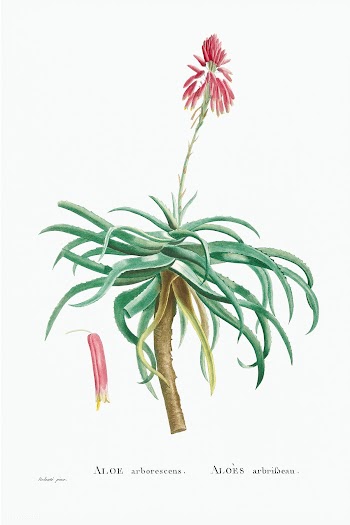 Aloe Arborescens (Candelabra Aloe) from Histoire des Plantes Grasses (.. | Free public domain illustration - 2348499