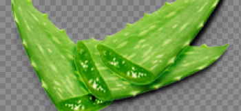 Aloe Hd