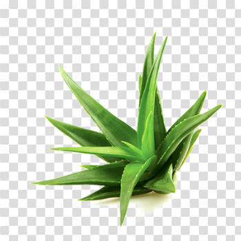 Aloe Image