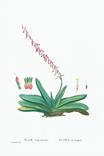 Aloe Linguiformis (Cow's Tongue) from Histoire des Plantes Grasses.. | Free public domain illustration - 2360811