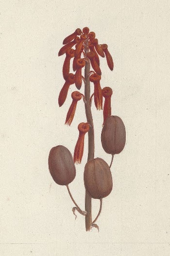 Aloe macrocarpa  Todaro (Aloe): | Free Photo - rawpixel