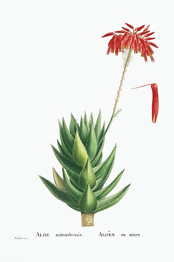 Aloe Mitroeformis (Mitre Aloe) from Histoire des Plantes Grasses (1799.. | Free public domain illustration - 2354251