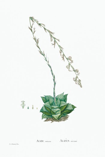 Aloe Retusa (Star Cactus) from Histoire des Plantes Grasses (1799) by .. | Free public domain illustration - 2365037
