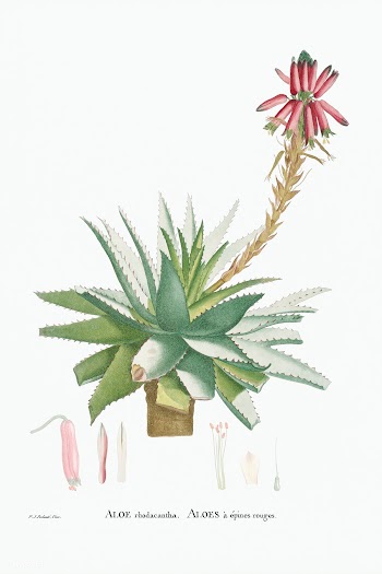 Aloe Rhodacantha (Aloe Glauca Miller) from Histoire des Plantes Grasse.. | Free public domain illustration - 2356867