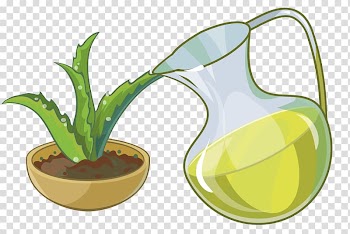Aloe Succulent plant, cactus transparent background PNG clipart