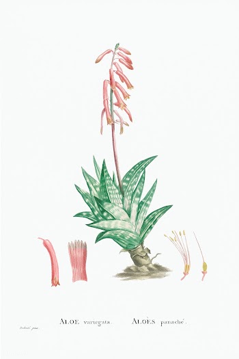 Aloe Variegata (Tiger Aloe) from Histoire des Plantes Grasses (1799) b.. | Free public domain illustration - 2348502