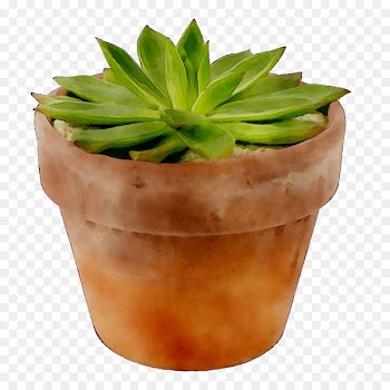 Aloe vera Aloes -  