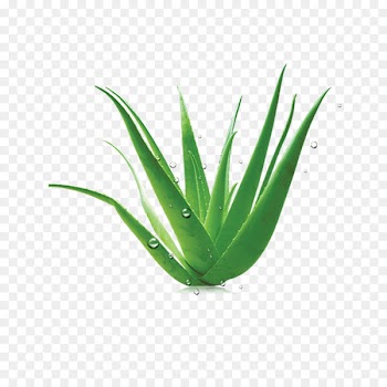 Aloe vera Euclidean vector - Aloe 