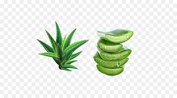 Aloe vera Extract Gel Skin Moisture - Fresh green aloe vera 