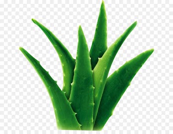 Aloe vera Extract Succulent plant Gel Herb - Aloe 