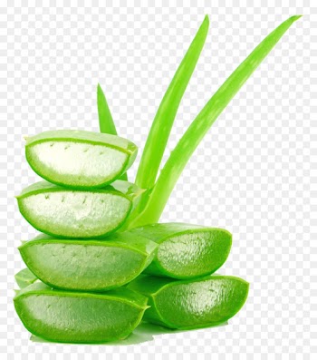 Aloe vera Juice Lotion Gel Cream - Aloe Creative Photography 