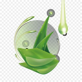 Aloe vera Leaf Gel - Aloe leaf and water droplets 