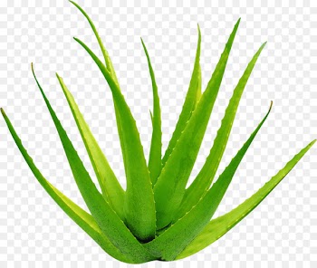 Aloe vera Leaf Gel Formaldehyde - Aloe 