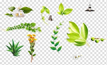 Aloe vera Leaf Vecteur, Flowers Aloe leaves transparent background PNG clipart