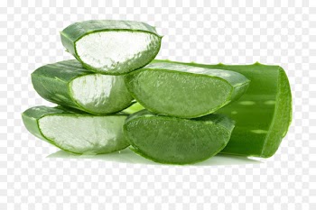 Aloe vera Lip balm Lip gloss Cosmetics - Aloe leaf 