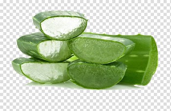 Aloe vera Lip balm Lip gloss Cosmetics, Aloe leaf transparent background PNG clipart