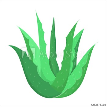 Aloe vera plant