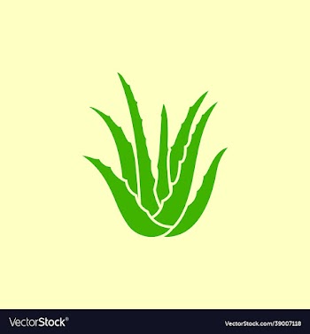 aloe vera plant