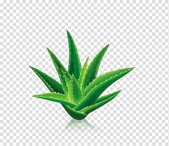 Aloe vera plant, Aloe vera Aloin Gel Extract Leaf, cactus transparent background PNG clipart