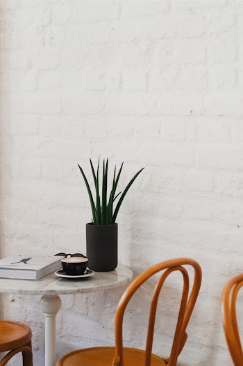 Aloe Vera Plant On Table