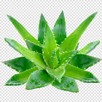 Aloe Vera PNG High-Quality Image