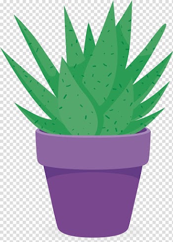 Aloe vera Purple Flowerpot Plant, Purple flower plants Aloe transparent background PNG clipart