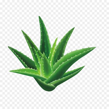 Aloe vera Seed Houseplant Gel - Aloe 