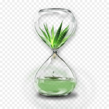 Aloe vera - Transparent hourglass 