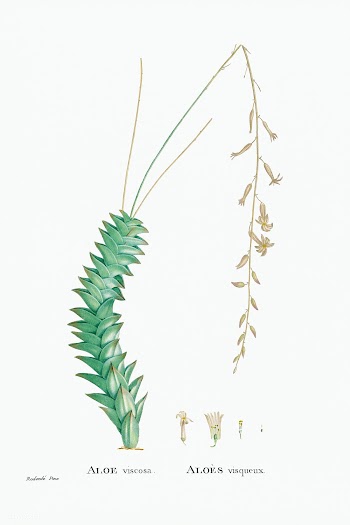 Aloe Viscosa from Histoire des Plantes Grasses (1799) by Pierre-Joseph.. | Free public domain illustration - 2365398