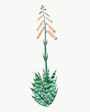 Aloevera drawing, aesthetic vintage flower | Free Photo - rawpixel