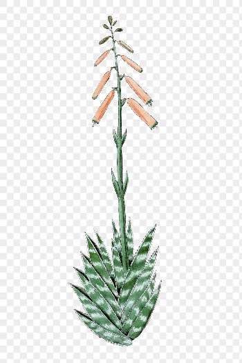 Aloevera png clip art, vintage | Free PNG Sticker - rawpixel