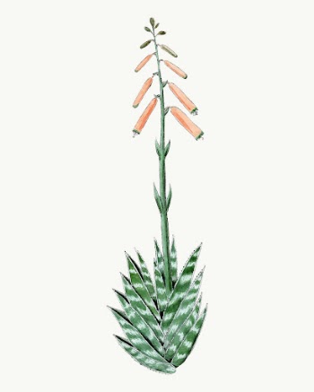 Aloevera sticker, aesthetic vintage orange | Free Vector - rawpixel