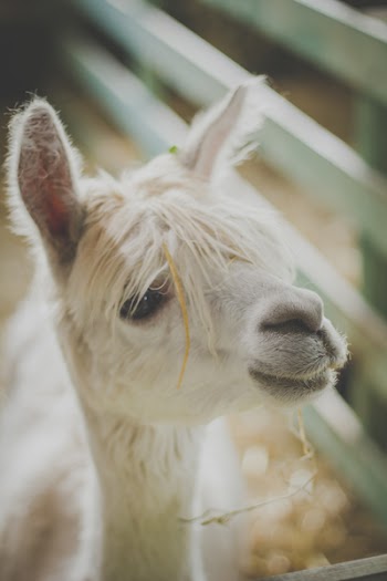 Alpaca