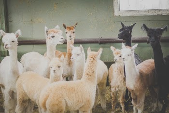 Alpacas
