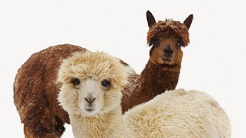 Alpacas isolated on white, real | Free PSD - rawpixel