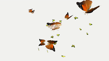 alpha channel ,beautiful butterfly Swarm on a transparent ...