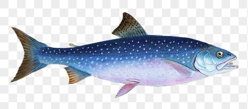 Alpine Charr fish png animal | Free PNG - rawpixel