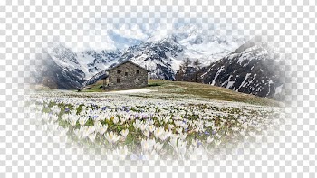 Alps Crocus vernus Flower Crocus chrysanthus Crocus longiflorus, flower transparent background PNG clipart