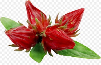 Alstroemeriaceae Rosemallows Lily M -  
