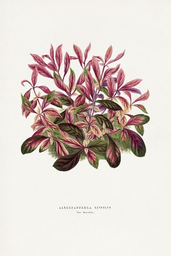 Alternanthera leaf illustration from Les | Free Photo Illustration - rawpixel