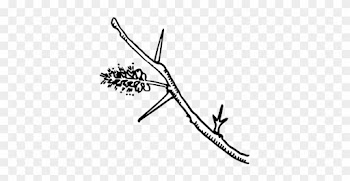 Alternate &amp; Compound - Honey Locust