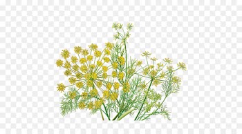 Alvita Herbal Organic Tea Fennel Tea bag - tea 