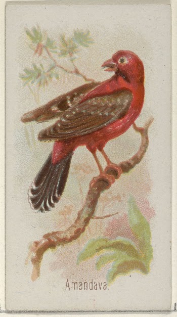 Amandava, from the Song Birds | Free Photo - rawpixel