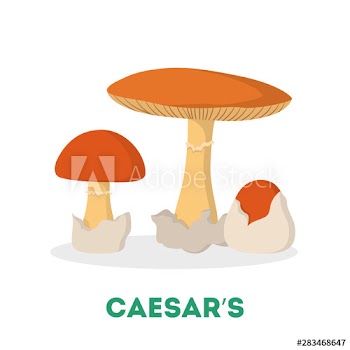 Amanita caesarea mushroom