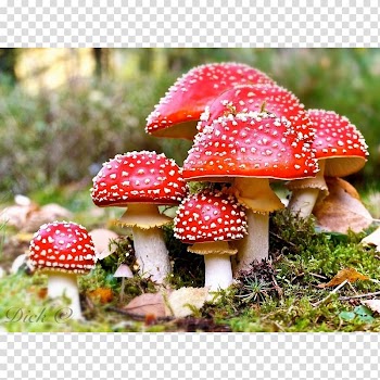 Amanita muscaria Death cap Edible mushroom Fungus, mushroom transparent background PNG clipart
