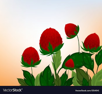 Amaranth flowers cartoon background vector image
