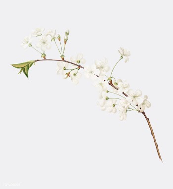 Amarena cherry flower from Pomona Italiana (1.. | Free stock vector - 488060